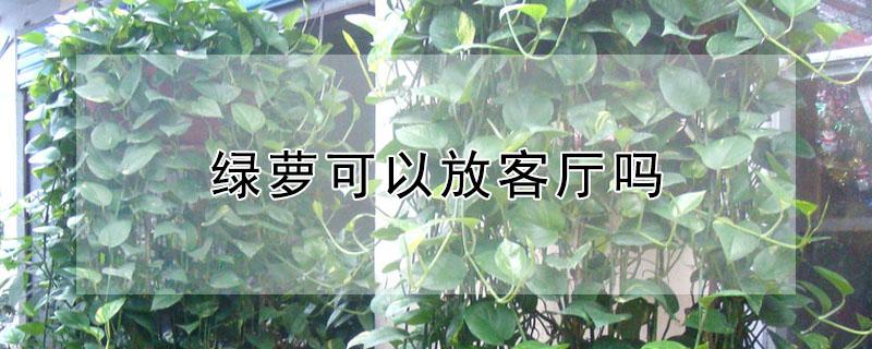 綠蘿可以放客廳嗎