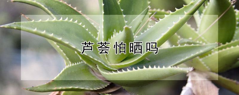 蘆薈怕曬嗎（蘆薈怕曬嗎陽光直射嗎）