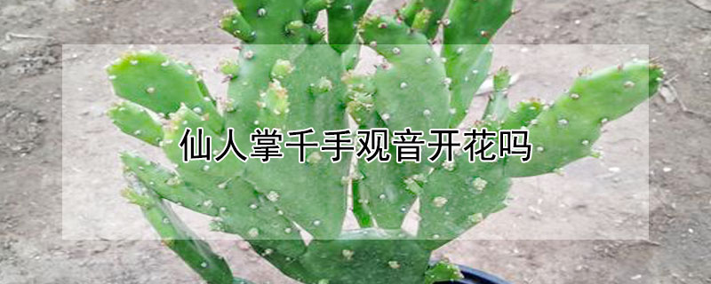 仙人掌千手观音开花吗（仙人掌千手观音开花吗?在家养好吗乁）