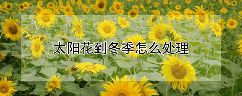 太阳花到冬季怎么处理 过冬以后的太阳花怎么处理?