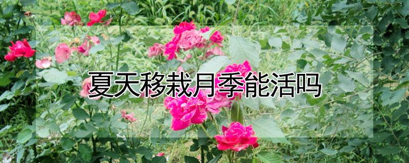 夏天移栽月季能活吗 冬季移栽月季容易成活吗