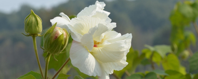 芙蓉花的葉子怎么栽呢（芙蓉花葉能栽活嗎）