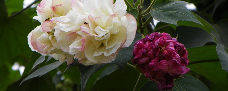 芙蓉花水栽可以么 水芙蓉能土栽嗎