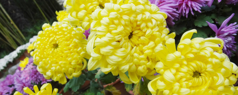 菊花浇水需要在花上喷水吗（菊花浇水可以浇在花上吗）