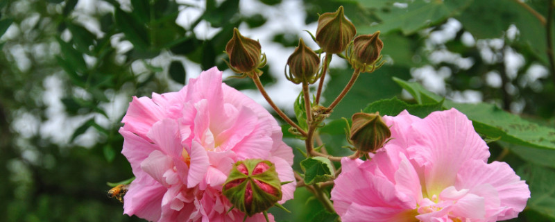 芙蓉花根部是露在花盆外的吗（芙蓉花根部是种球吗）