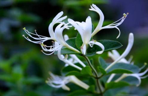 金银花种类图片大全（各种金银花图片）