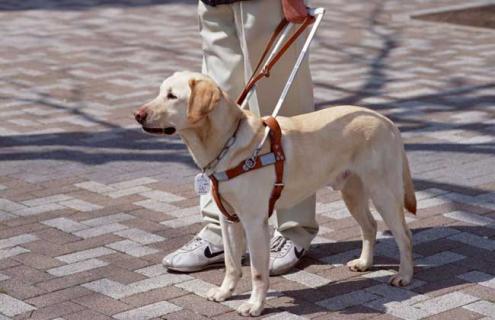 導盲犬種類圖片大全 導盲犬幼犬圖片大全