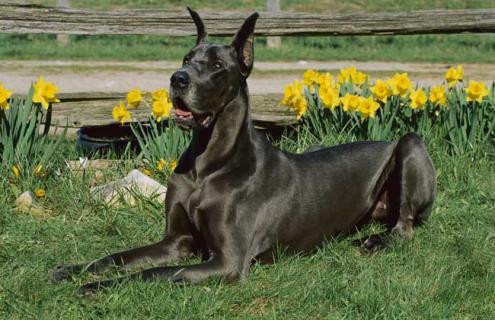 短毛大型犬品種圖片大全（短毛犬有哪些品種圖片 小型犬）