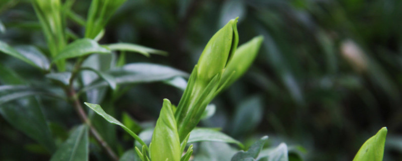 栀子花为什么掉花骨朵（栀子花为什么掉花骨朵?）