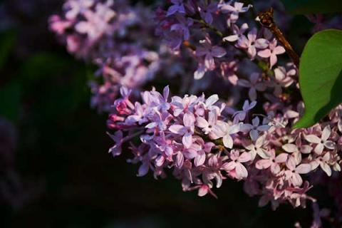 丁香花的功效與作用（丁香花的功效與作用 百度百科）