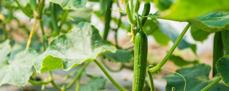 黃瓜種植技術(shù)與管理方法 露天黃瓜種植技術(shù)與管理方法