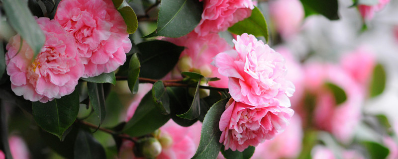 茶花夏天會開花嗎（茶花冬天開嗎）