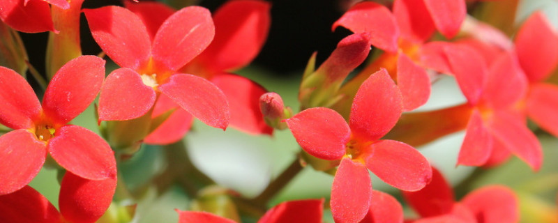 长寿花茎干有黑色的点是什么