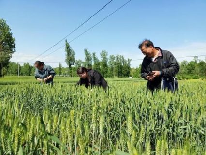 扎实开展小麦病虫害防治（小麦病害综合防治措施）