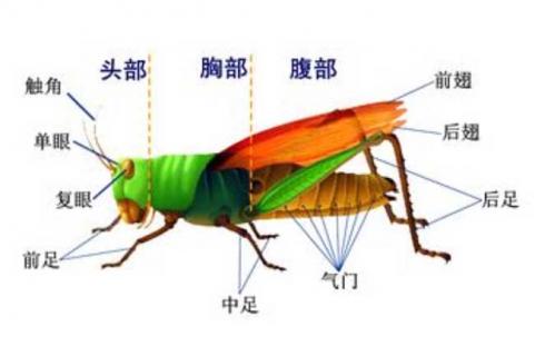 蝗蟲的呼吸器官是什么 蝗蟲的呼吸器官是什么開口是什么分布在胸部和什么部