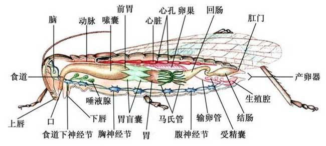 蝗蟲的生理結(jié)構(gòu)