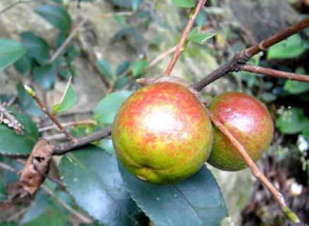 油茶树 油茶树苗一亩种多少棵