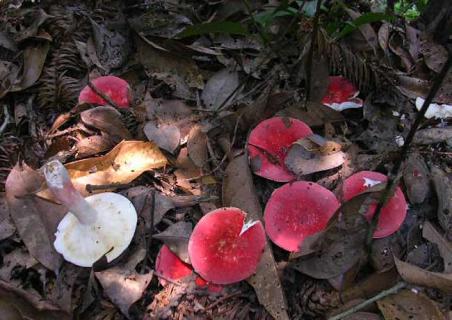 野生紅菇圖片