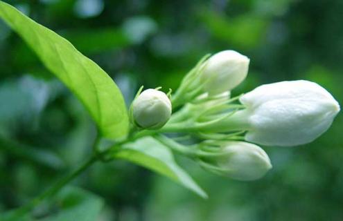 梔子花圖片