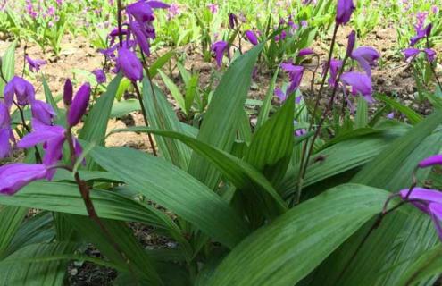 白芨种类图片大全（白芨图片 植物图片）