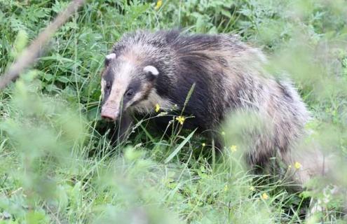 豬獾是保護(hù)動物嗎 豬獾是保護(hù)動物嗎狗獾是幾級保護(hù)動物