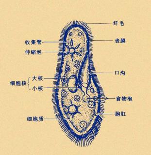 草履蟲