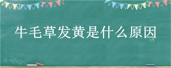 牛毛草發(fā)黃是什么原因 牛毛草變黃是怎么回事