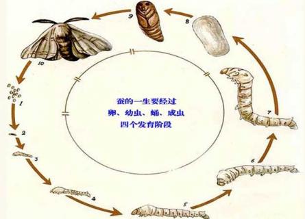 蚕的生长过程 蚕的生长过程简笔画