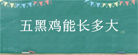 五黑鸡能长多大 五黑鸡能长多大?