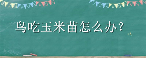 鸟吃玉米苗怎么办 小鸟吃玉米苗能有什么办法吗