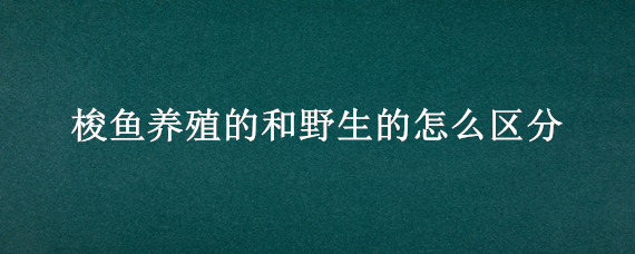 梭鱼养殖的和野生的怎么区分 梭鱼是野生的吗