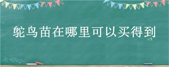 鸵鸟苗在哪里可以买得到 去哪里买鸵鸟苗