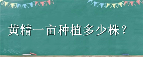 黄精一亩种植多少株（种植黄精一亩产多少斤）