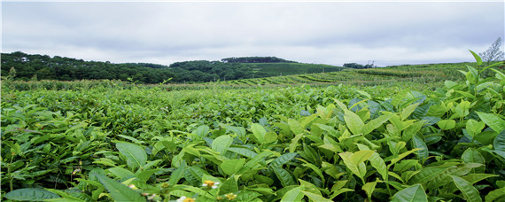 小乔木型茶树的基本特征是（乔木型茶树的特点）