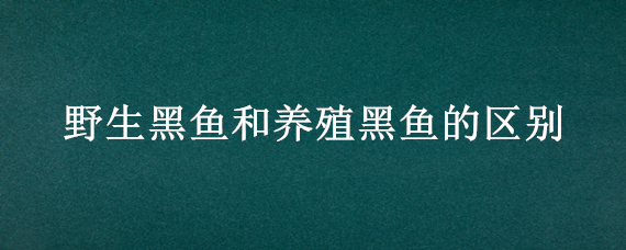 野生黑鱼和养殖黑鱼的区别（野生黑鱼和养殖黑鱼的区别感谢信）