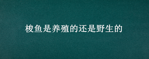 梭鱼是养殖的还是野生的 梭鱼是鱼类吗