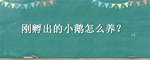 刚孵出的小鹅怎么养 刚孵出来的鹅怎么养