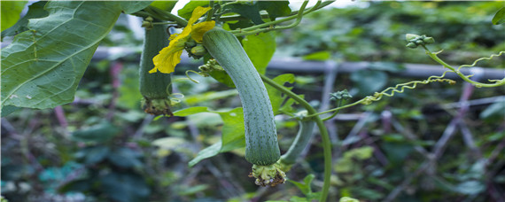 絲瓜的種植方法和技術(shù)（絲瓜如何種植方法）