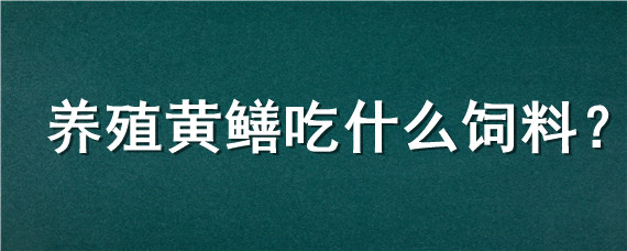 养殖黄鳝吃什么饲料（黄鳝吃啥饲料）