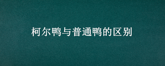 柯尔鸭与普通鸭的区别 柯尔鸭与普通鸭的区别图片