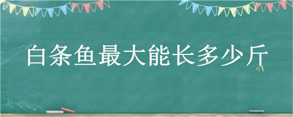 白條魚最大能長(zhǎng)多少斤（白條魚可以長(zhǎng)多少斤）