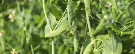 豌豆种植技术与管理（豌豆种植技术与管理视频）