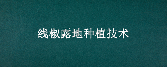 线椒露地种植技术（线椒露地种植技术视频）