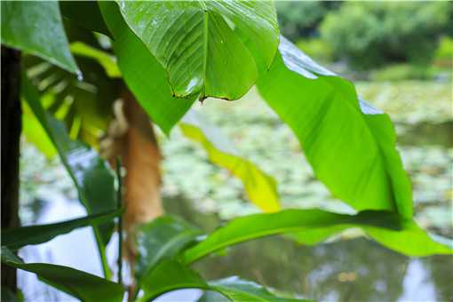 芭蕉的功效与作用是什么（芭蕉的功效区别）