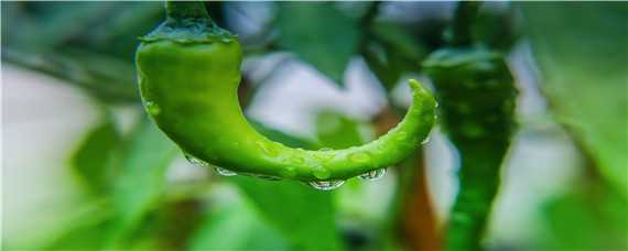 大棚辣椒种植技术与管理（大棚辣椒种植技术与管理视频）