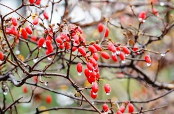 山茱萸_本草崇原 山茱萸 本草