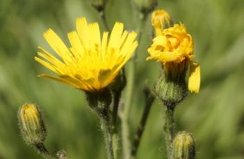 '花豹'斑葉山柳菊