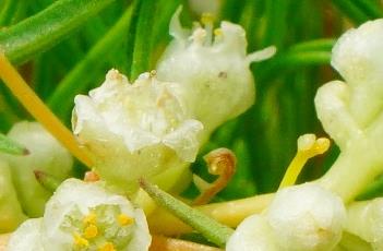 菟絲子_神農本草經百種錄 菟絲子 神農本草經