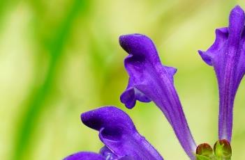 黄芩_神农本草经百种录 神农本草经别录