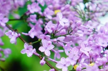 什锦丁香 什锦丁香花语